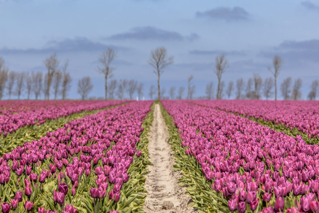 Endless field of purple tulips
