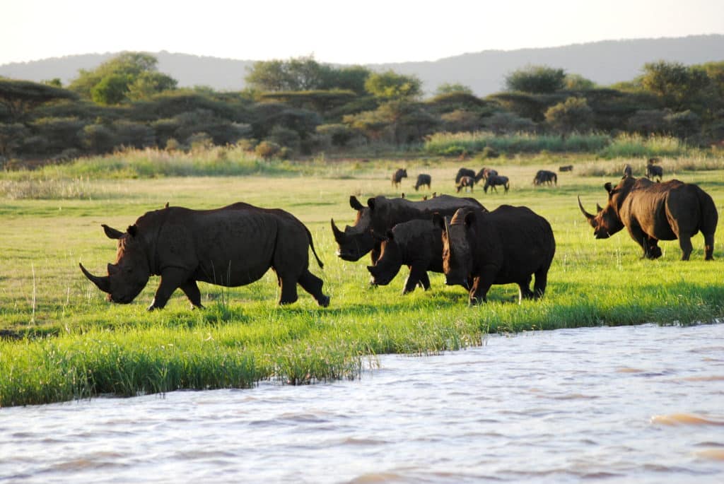 rhinos in south africa